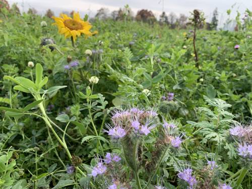 Wildblumen.